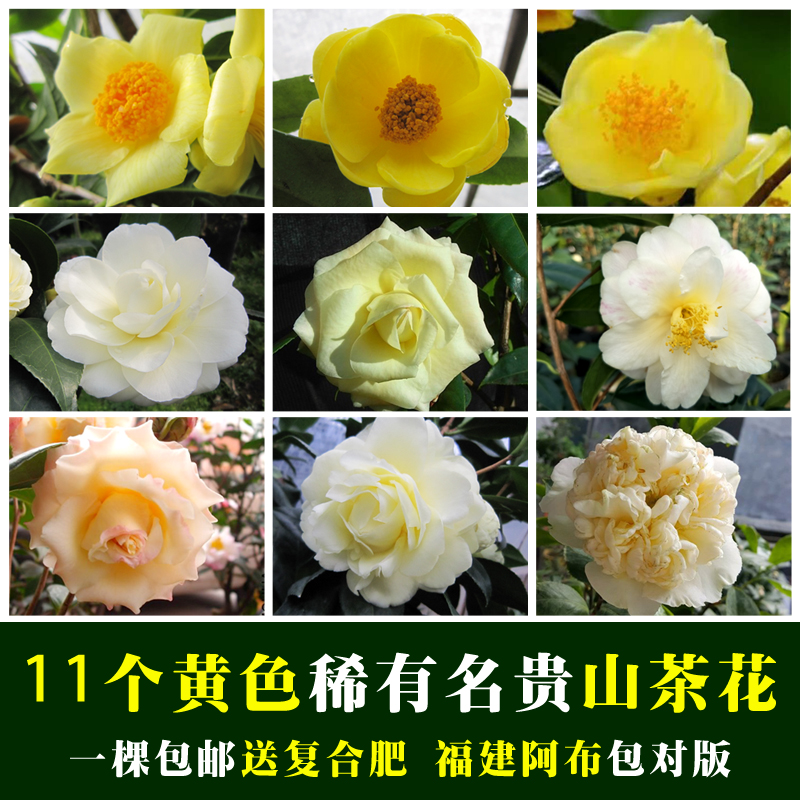 黄色系列稀有山茶花盆栽苗精品名贵阳