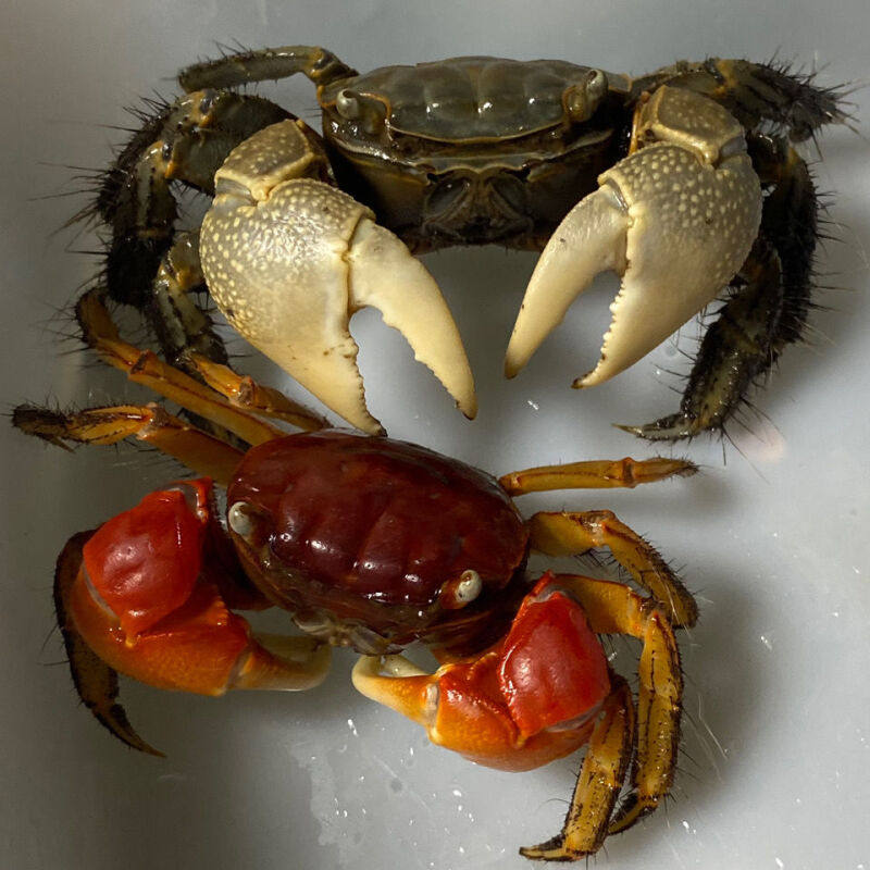 『相守蟹』观赏蟹活体螃蟹宠物蟹活体蟹迷你辣椒蟹将军蟹相手蟹淘宝