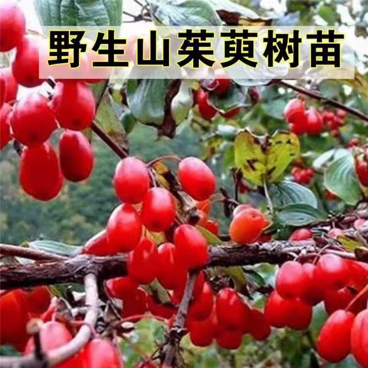 山茱萸树苗肉枣苗 萸肉苗 药枣树苗 天木籽苗 实枣苗山茱萸树苗