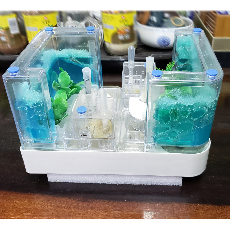 吾麦蚂蚁工坊大群落蚁后繁殖桌面生态城堡饲养爬宠用品底座组合巢