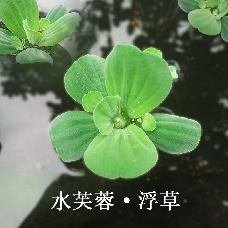 水芙蓉净化水质鱼缸池塘古法养鱼养龟水草水浮莲水上莲花去腥臭