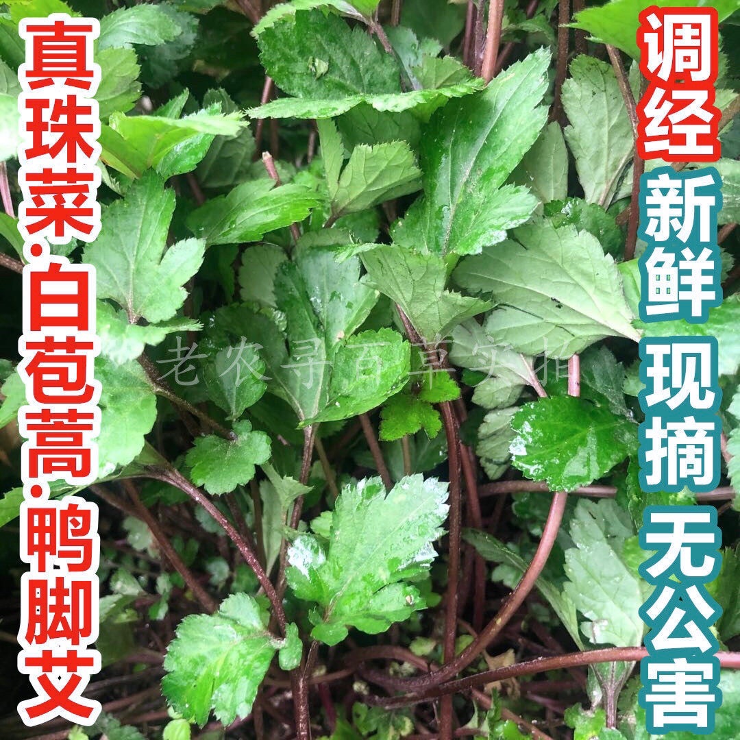 珍珠菜的功效和作用图片