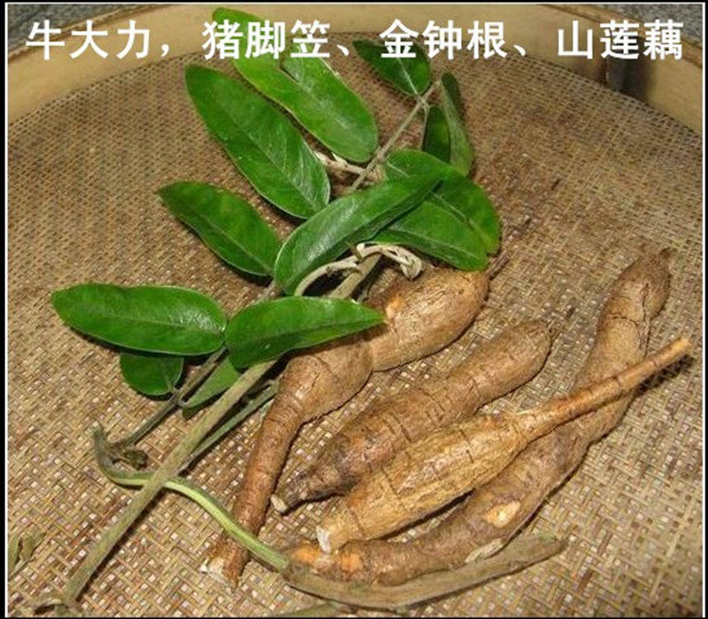 新鲜小个野生中药材牛大力 猪脚笠 金钟根 山莲藕 大力薯 2斤起售