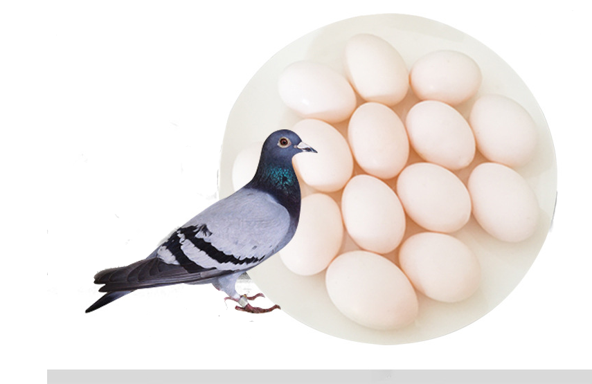 一折鸽子蛋包邮 新鲜