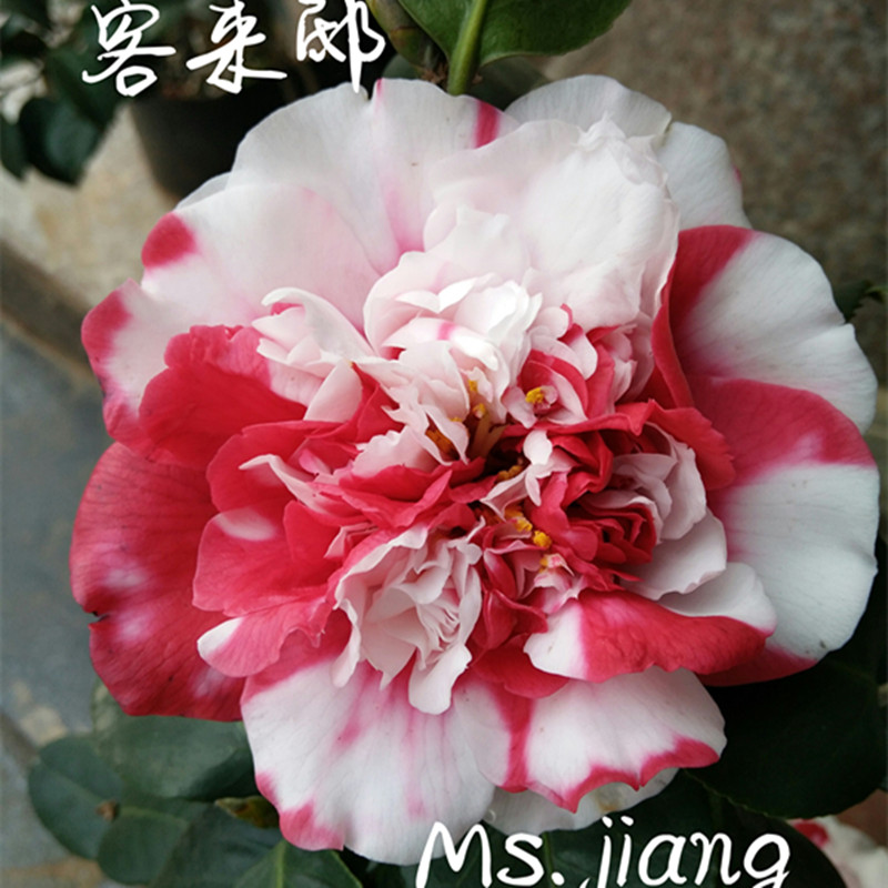 客来邸茶花欧洲引进稀有传统经典品种盆栽花卉室内绿植红四年嫁接