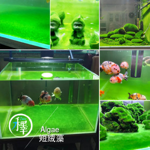 长绒藻金龙鱼缸绿苔绿毛藻绿地毯苏虾藻短绒藻种静心大圣造景活藻