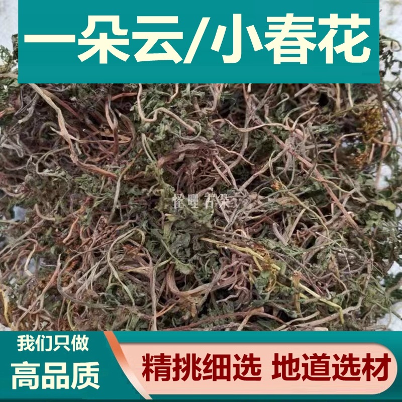 小春花一朵云阴地厥中草药材花蕨 独立金鸡 独脚蒿 冬草包邮