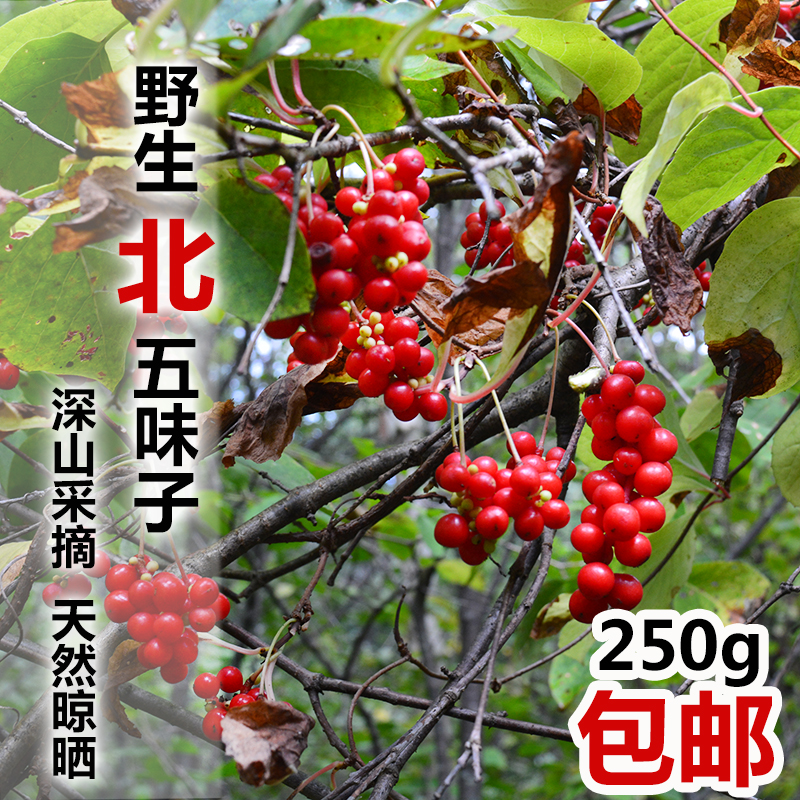 东北特产黑龙江伊春野生北五味子茶新鲜长白山花椒泡酒料250g包邮在类目 传统滋补营养品, 其他传统滋补品, 五味子中 - 来自Buy2taobao.com提供专业的淘宝代购服务
