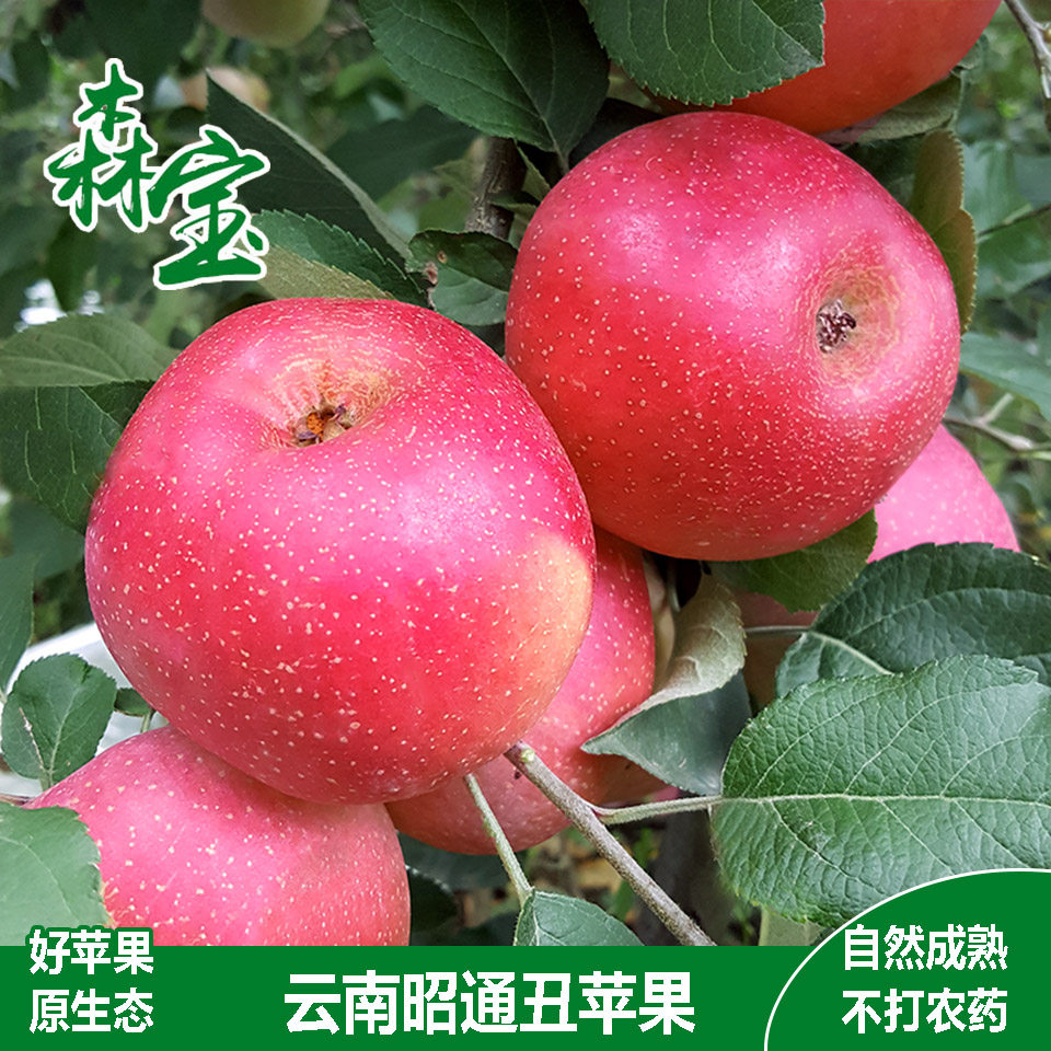 特价云南昭通丑苹果大果