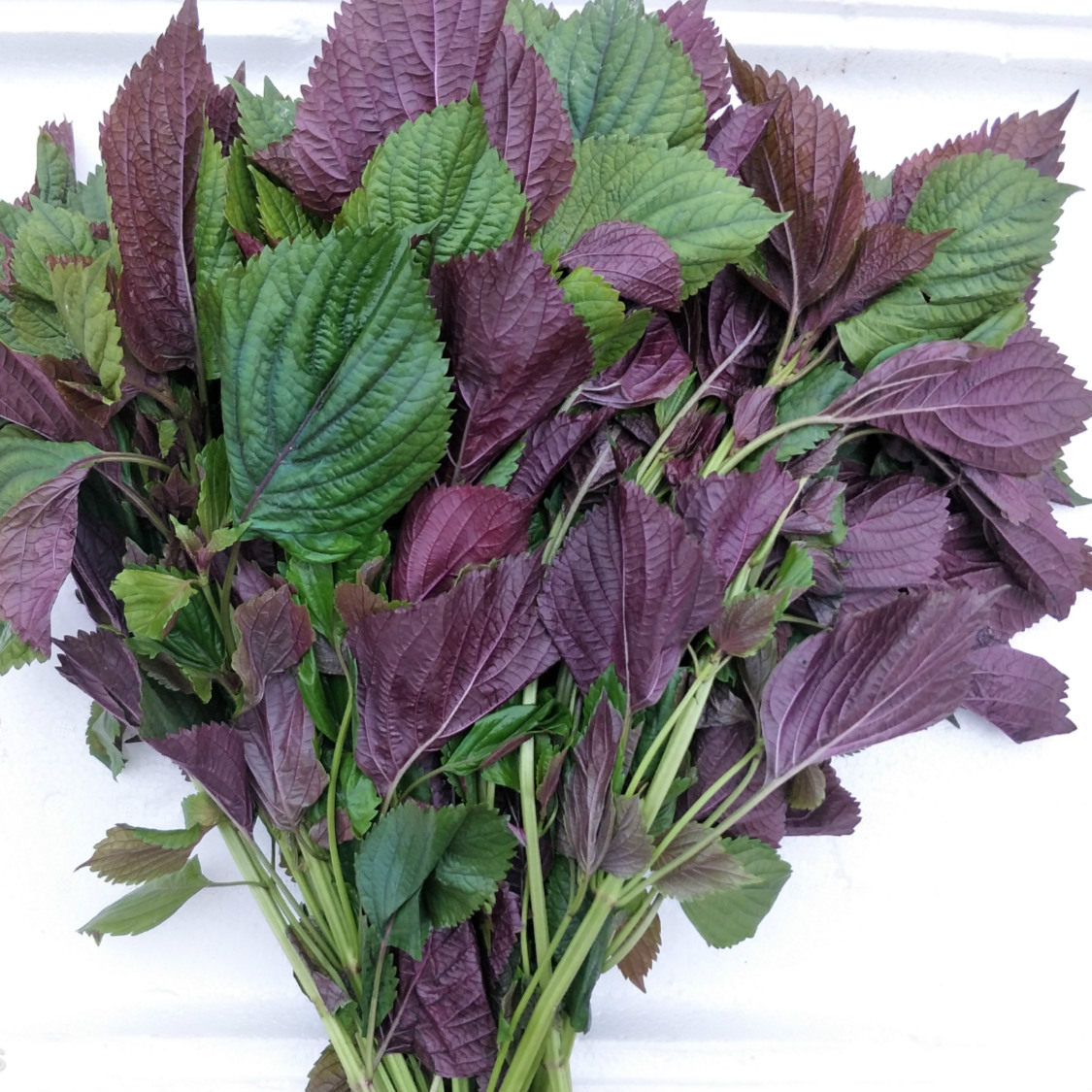 新鲜紫苏叶烧鱼虾大闸蟹炒田螺紫苏鸭炒牛肉食用香料包邮