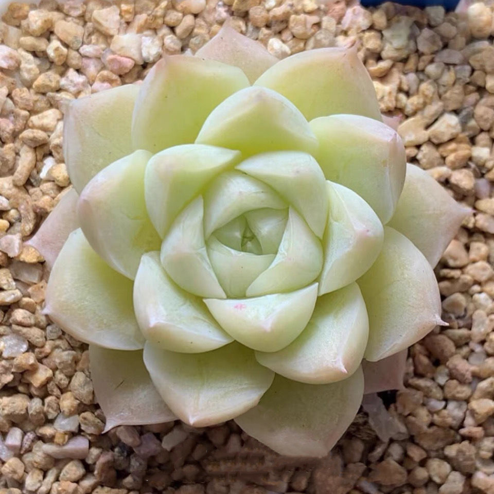 韩系白底白女王 女王玫瑰多肉植物盆栽办公桌室内高档花卉防辐射