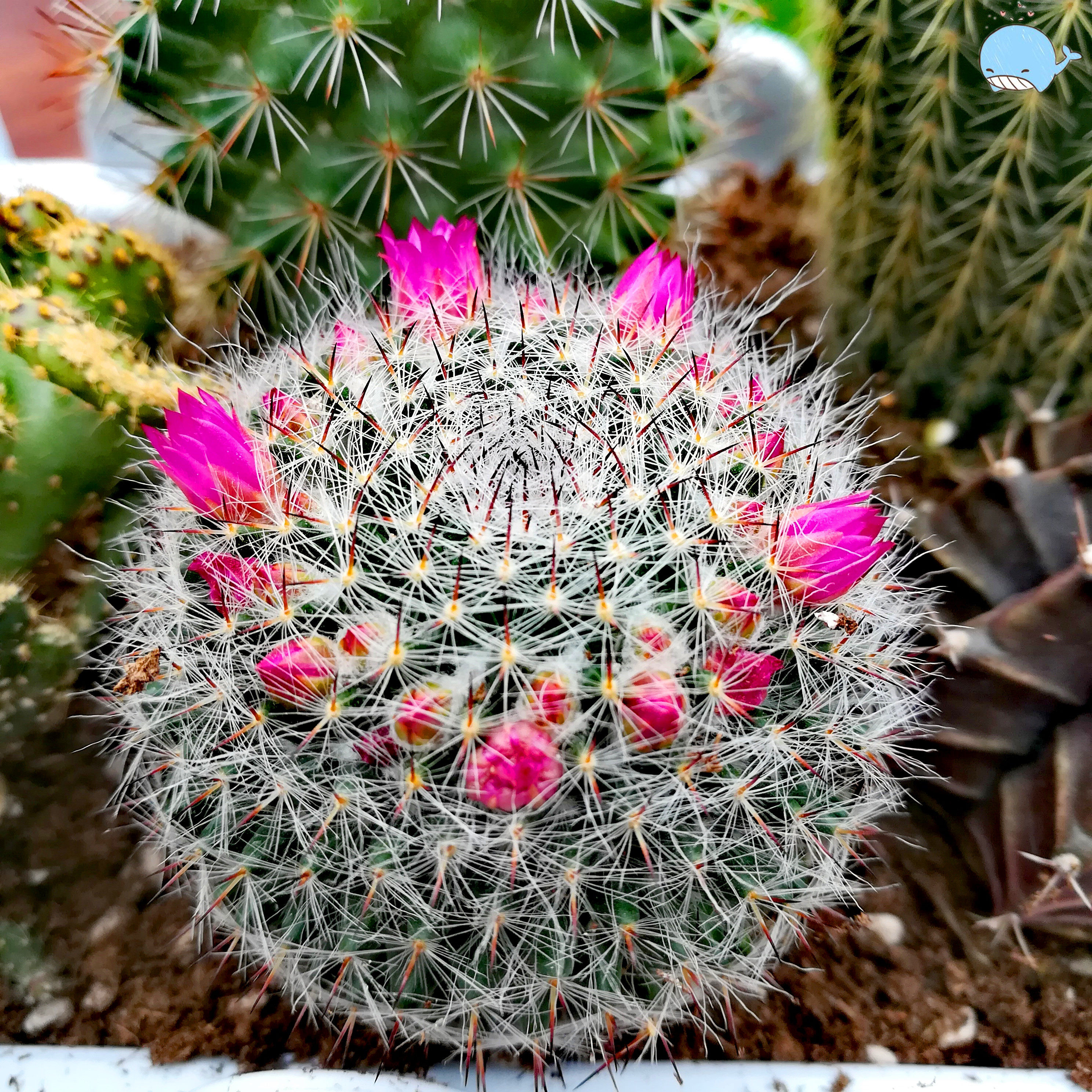 多肉植物 新手 仙人球_玉翁仙人球带花苞实生办公桌超萌肉肉多肉植物