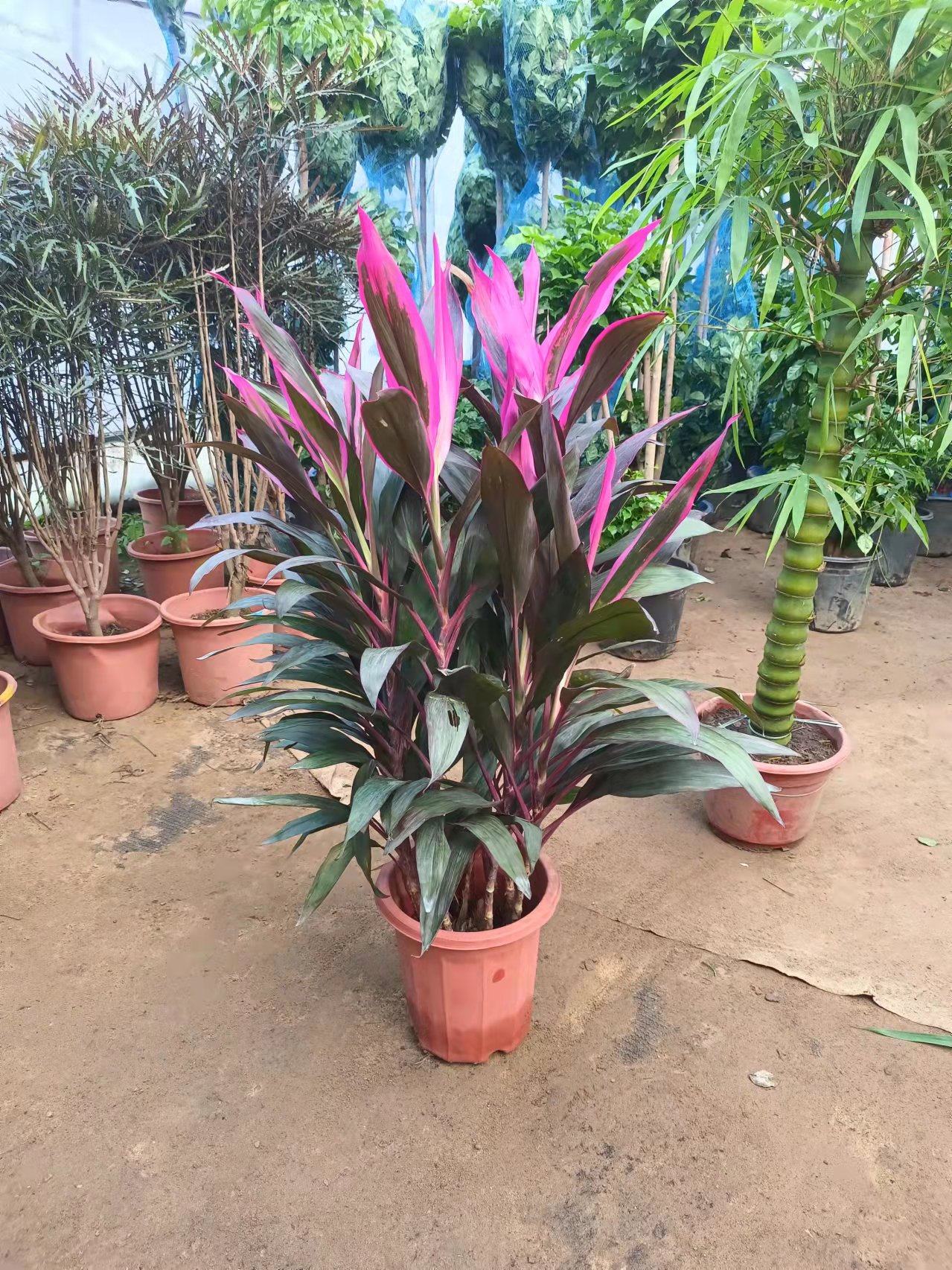 红叶朱蕉室内净化空气绿植