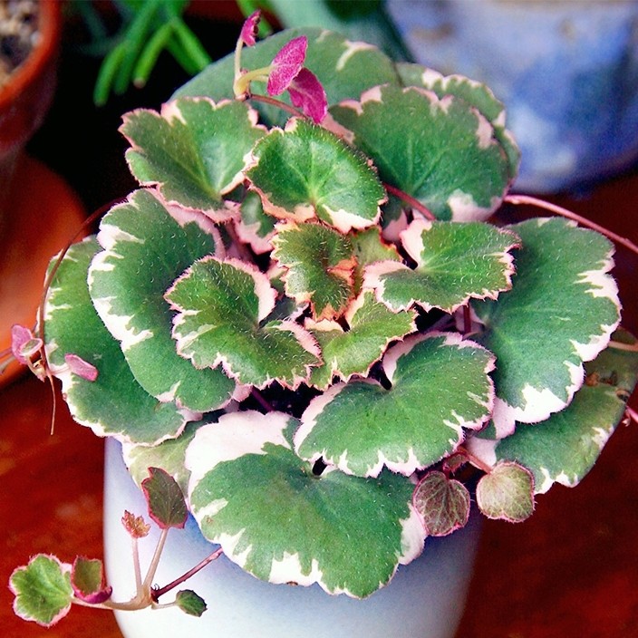 御所车虎耳草花叶姬虎儿草盆栽室内室外桌面办公室雨林微观叶绿植