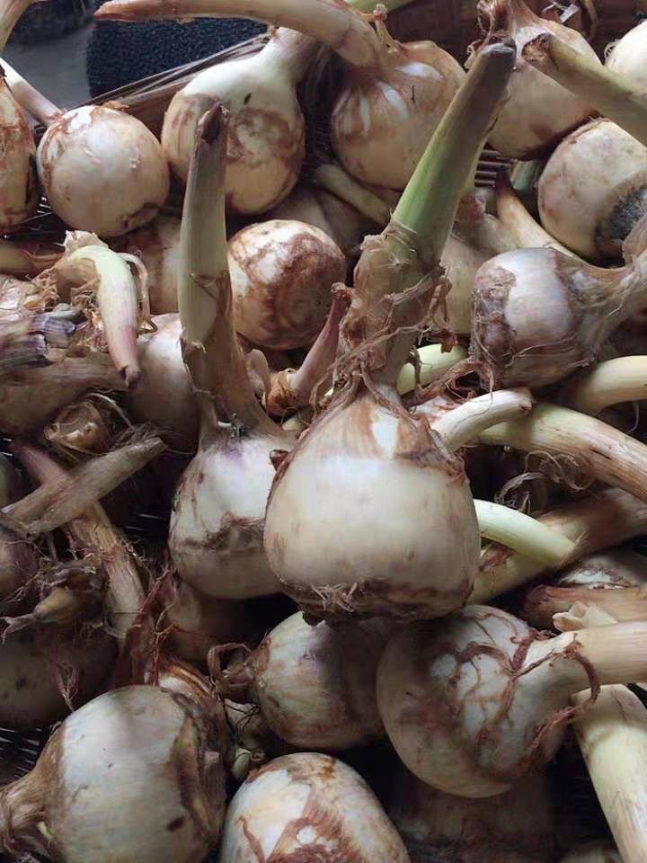 新鲜菌菇蔬菜慈菇慈菰茨菇茨菰500g新鲜松茸