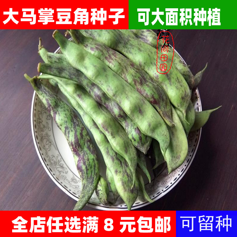 大马掌种籽新籽东北油豆角种子蓝马掌宽油豆红马掌大油豆角蔬菜