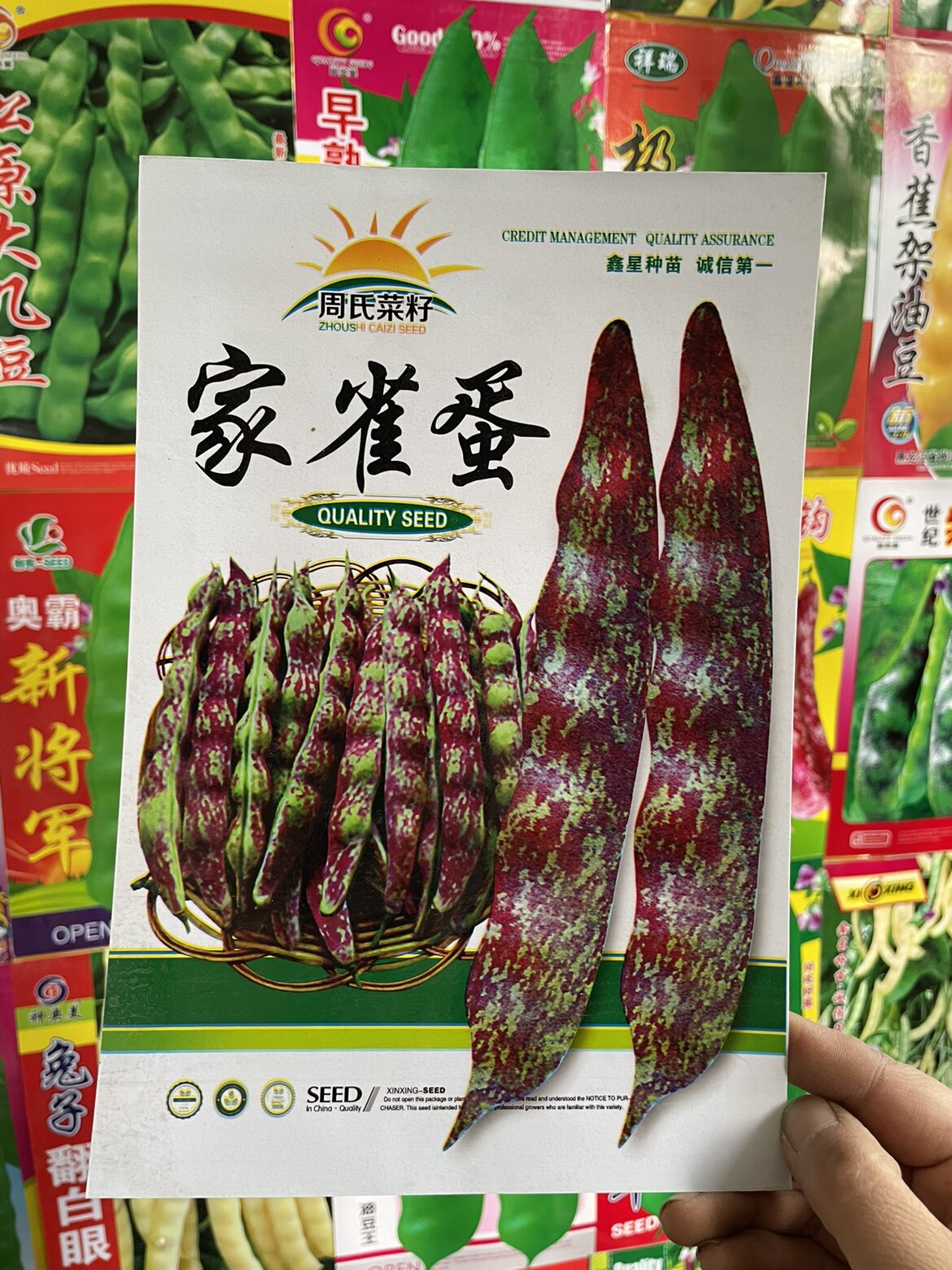 东北家雀蛋豆角籽鼓豆豆角种子春季蔬菜种子搭架无筋无柴面糊包邮