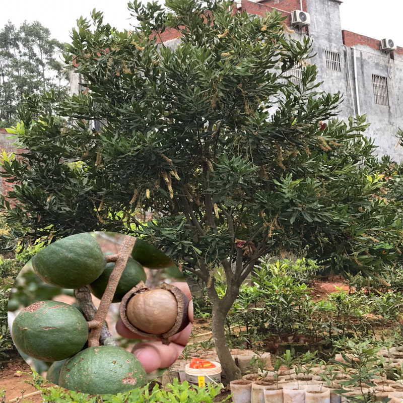 坚果苗 澳洲坚果桂热一号嫁接果树苗夏威夷果树庭院地栽带土带叶