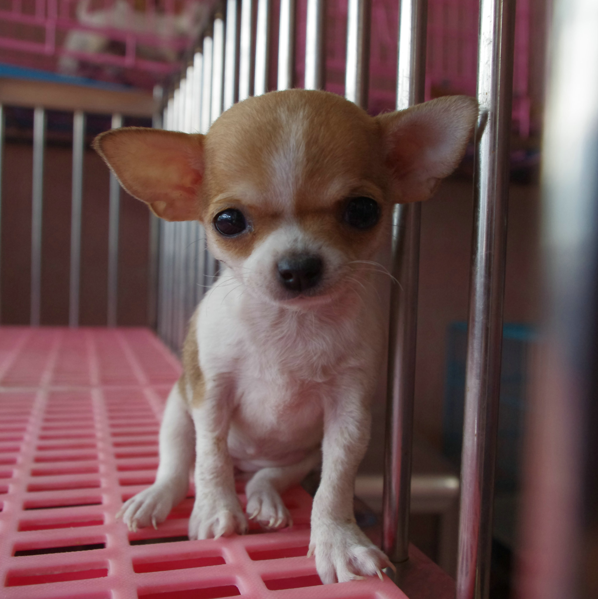 吉娃娃幼犬活体 狗狗 超小 纯种