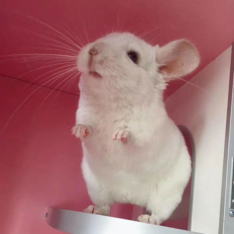 特价龙猫活体 宠物 小型