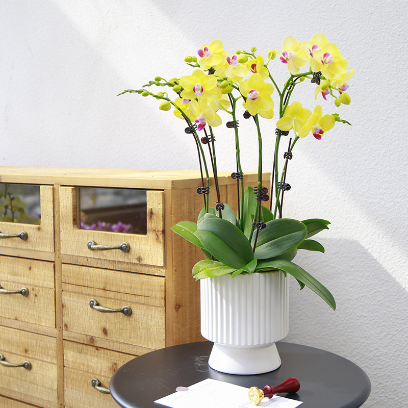 【南方园艺】小柠檬蝴蝶兰兰花园林盆景花卉客厅盆栽