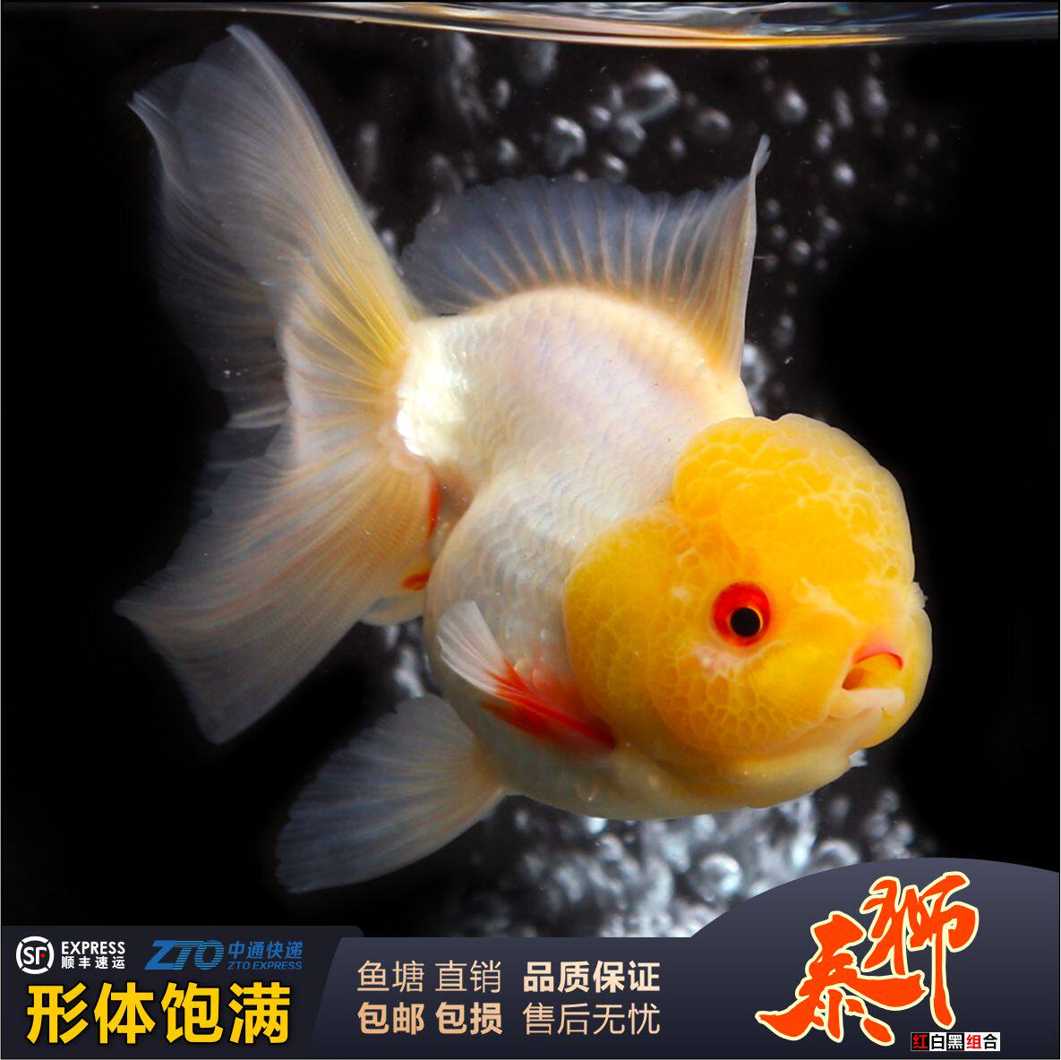 泰狮金鱼活体-特价促销-优惠券领取-价格|多少钱|什么牌子好-35优惠券