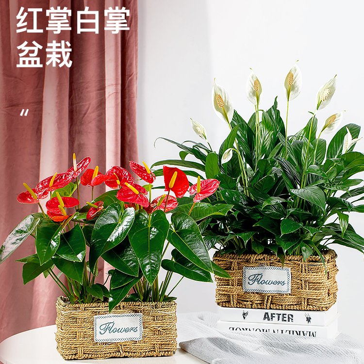 红掌白掌盆栽水培植物室内花卉好养一帆风顺大盆绿植鸿运当头花苗