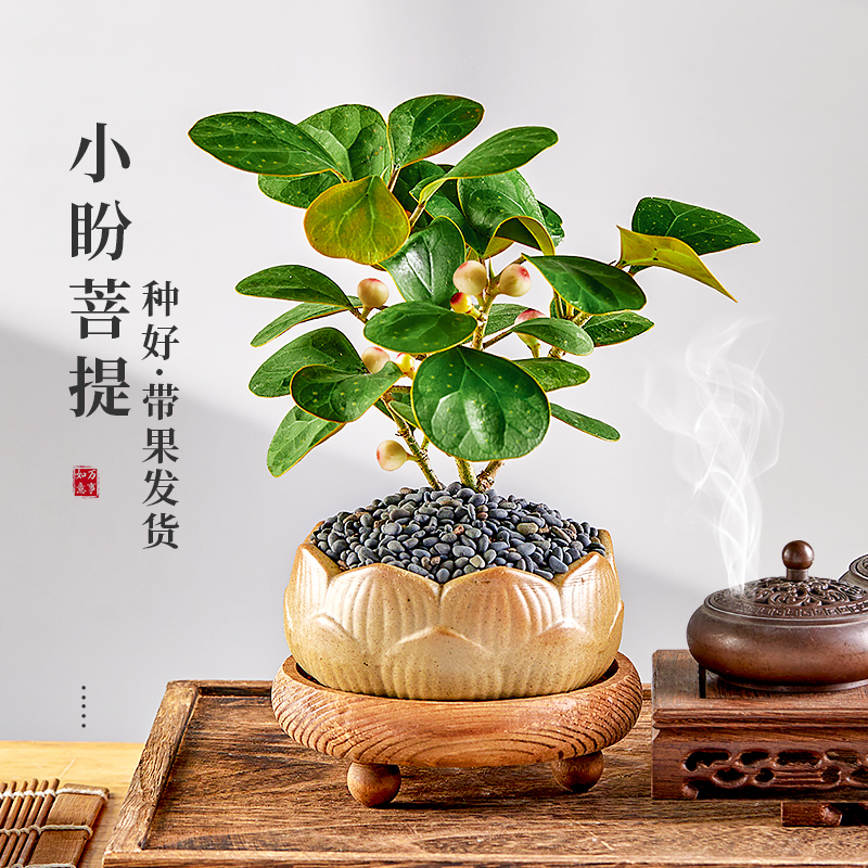 小盼菩提盆栽花卉办公室桌面植物小盆景带果易活好养室内禅意绿植|msdalam kategori penghantaran bunga/bunga simulasi/tumbuhan berkebun, bunga/Tumbuh-tumbuhan tumbuh-tumbuhan pasu (baru), 造型盆景 - dari Buy2taobao.com untuk memberikan perkhidmatan ejen Taobao profesional membeli
