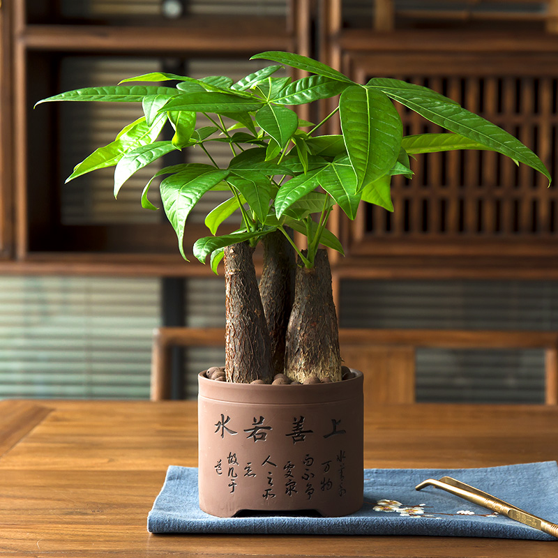 发财树盆栽植物室内小盆景客厅绿植花卉办公室盆栽绿色植物招财