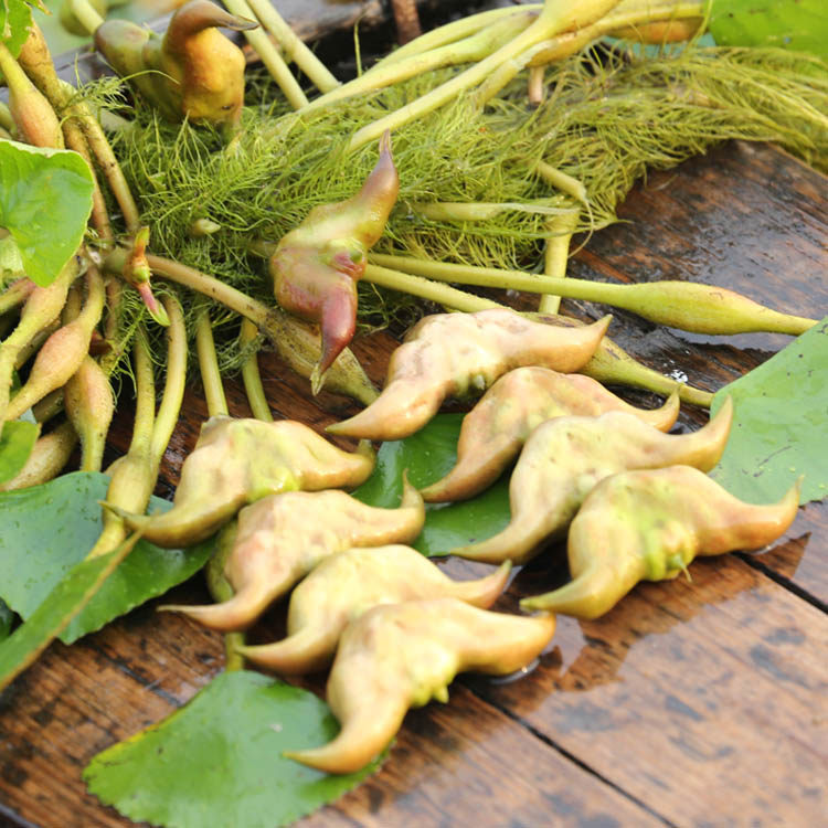 老菱角新鲜野生正宗乌菱角野生四角水栗莲角农家湖北特产现摘包邮