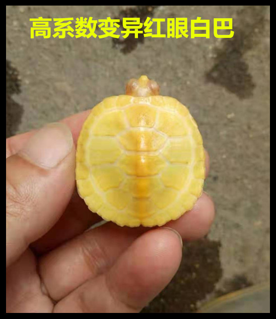 白化红眼巴西龟乌龟活体宠物龟变异巴西龟水龟招财龟全品包邮