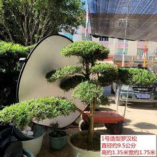 一树一拍造型罗汉松盆景树苗盆栽室外绿植好养阳台庭院植物实拍