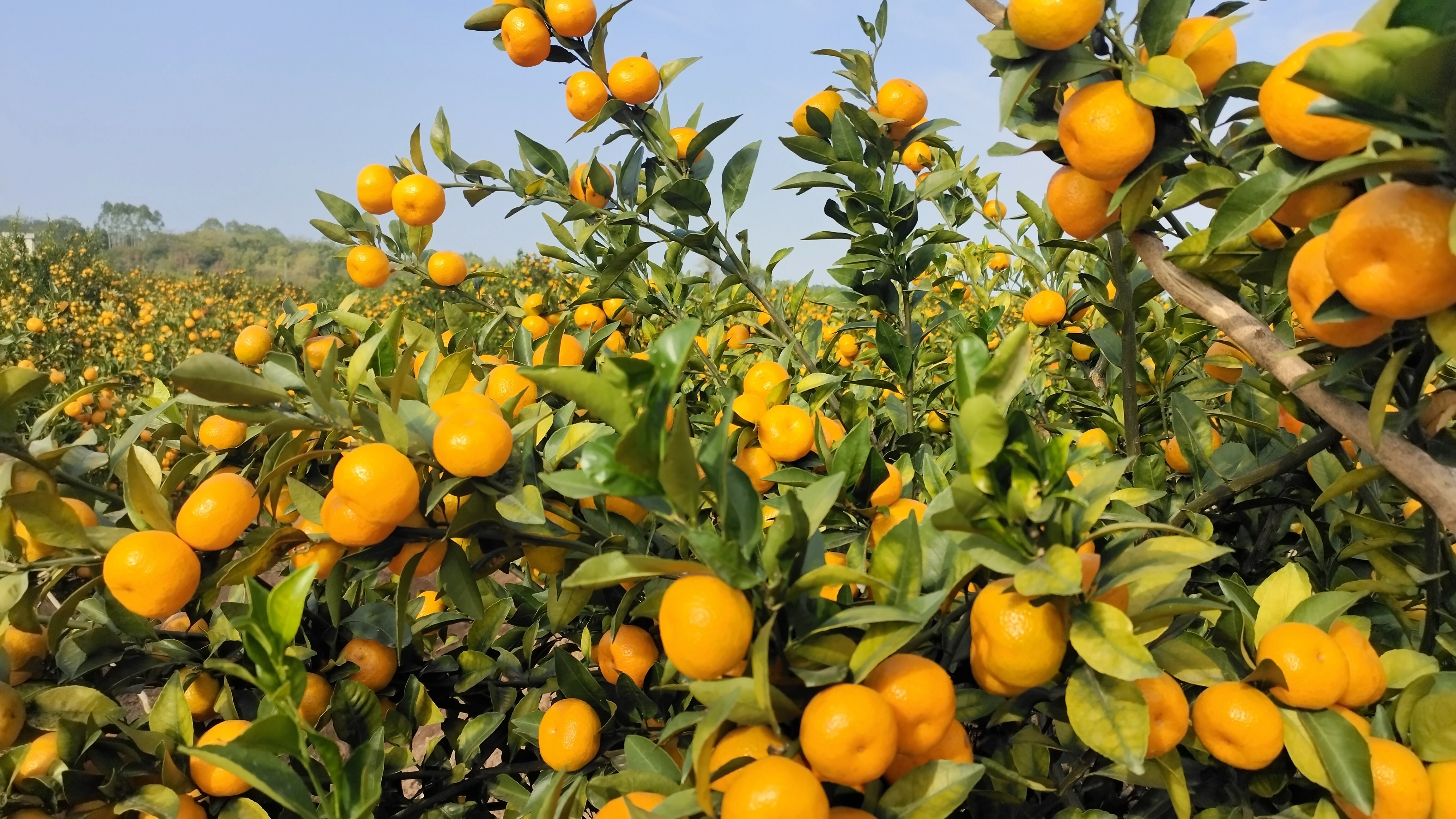 (今日10折)正宗广西桂林南丰蜜桔果园直发当季新鲜采摘爽甜多汁橘子孕