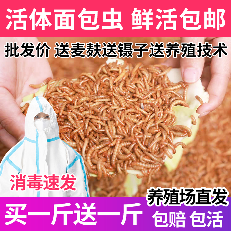 大麦虫黄粉虫鲜活虫面包虫活虫龙鱼龟粮鱼鸟饲料仓鼠饲料宠物活食