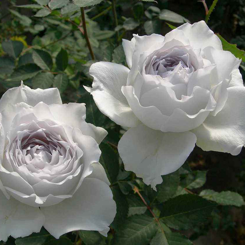 豁新新品灌木月季加百利大天使欧月花苗时令草本花卉