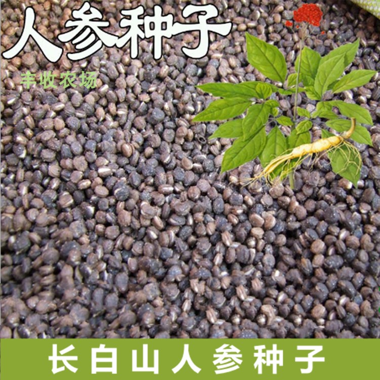 人参种子西洋参