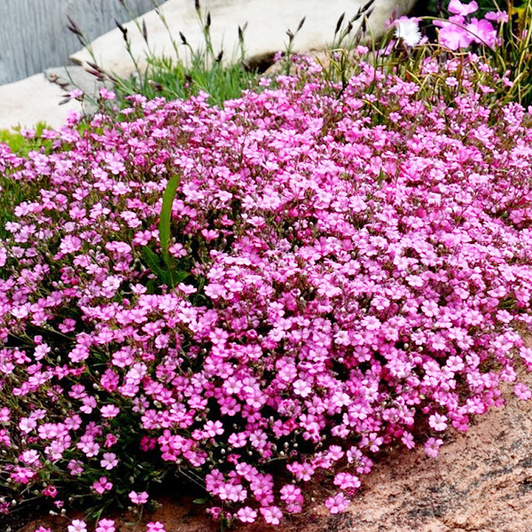 满天星花苗_德国班纳利宿根满天星机灵鬼多年生耐寒耐热花坛庭院垂吊