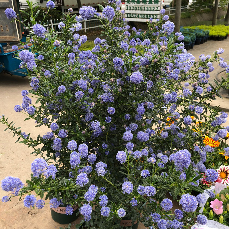 进口美洲茶盆栽花苗带花苞灌木多年生耐寒耐热植物阳台庭院花卉