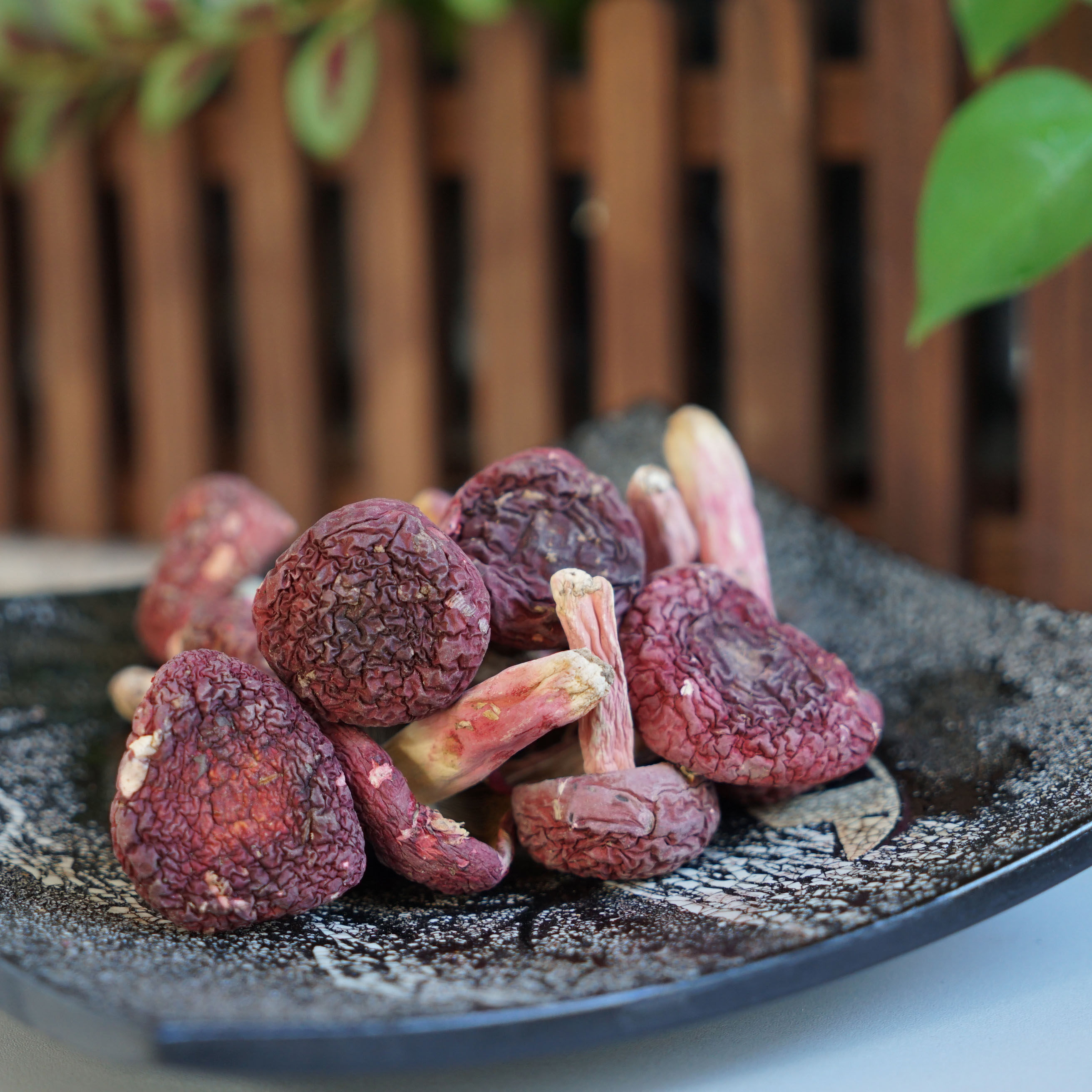 福建武夷山正红菇野生正宗三明月子孕妇红菇红椎菌云南小红菇蘑菇