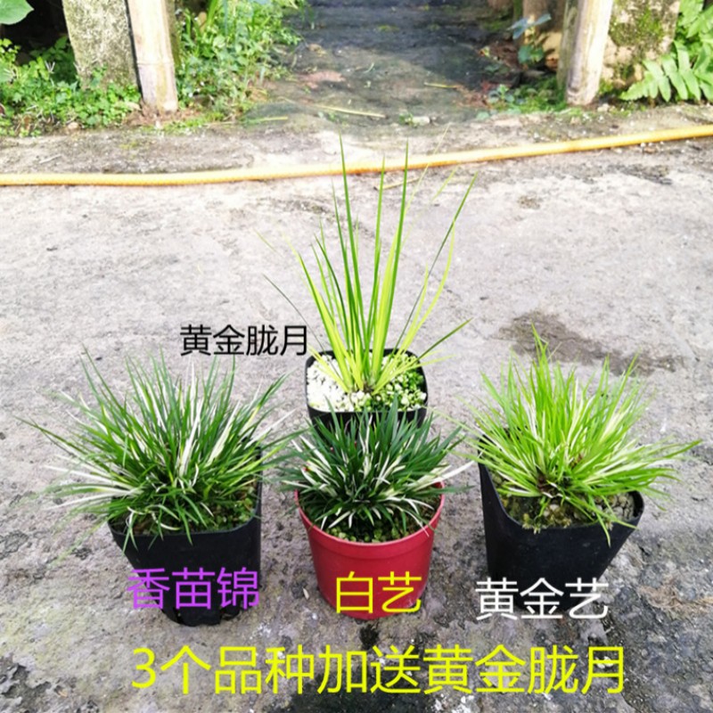 金钱菖蒲苗贵船苔水陆缸微型盆景好养植物室内办公桌水培附石盆栽