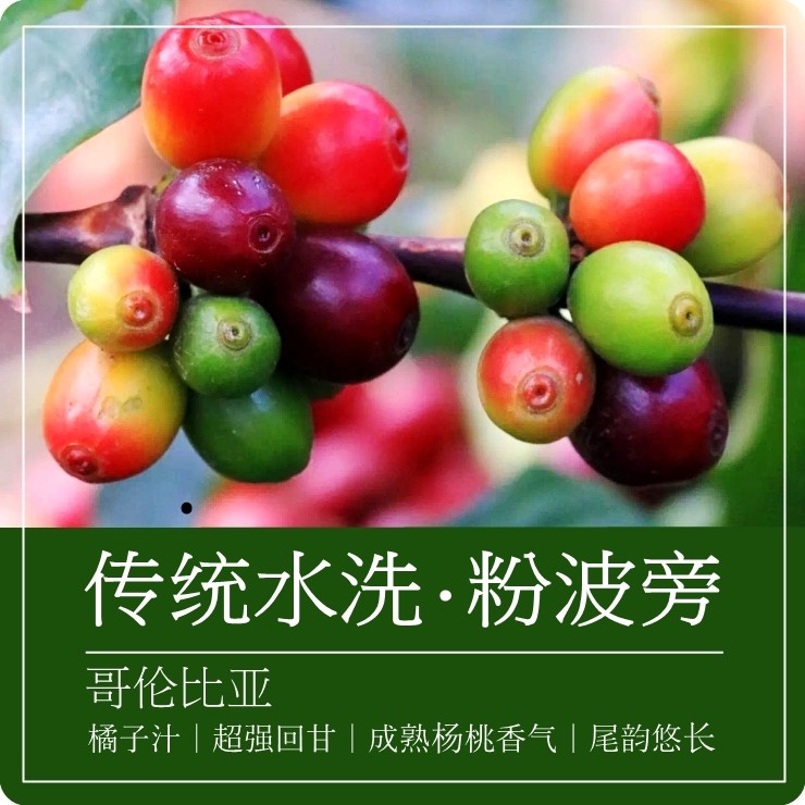 咖啡强烈推荐哥伦比亚水洗粉红波旁手冲新鲜烘焙咖啡豆
