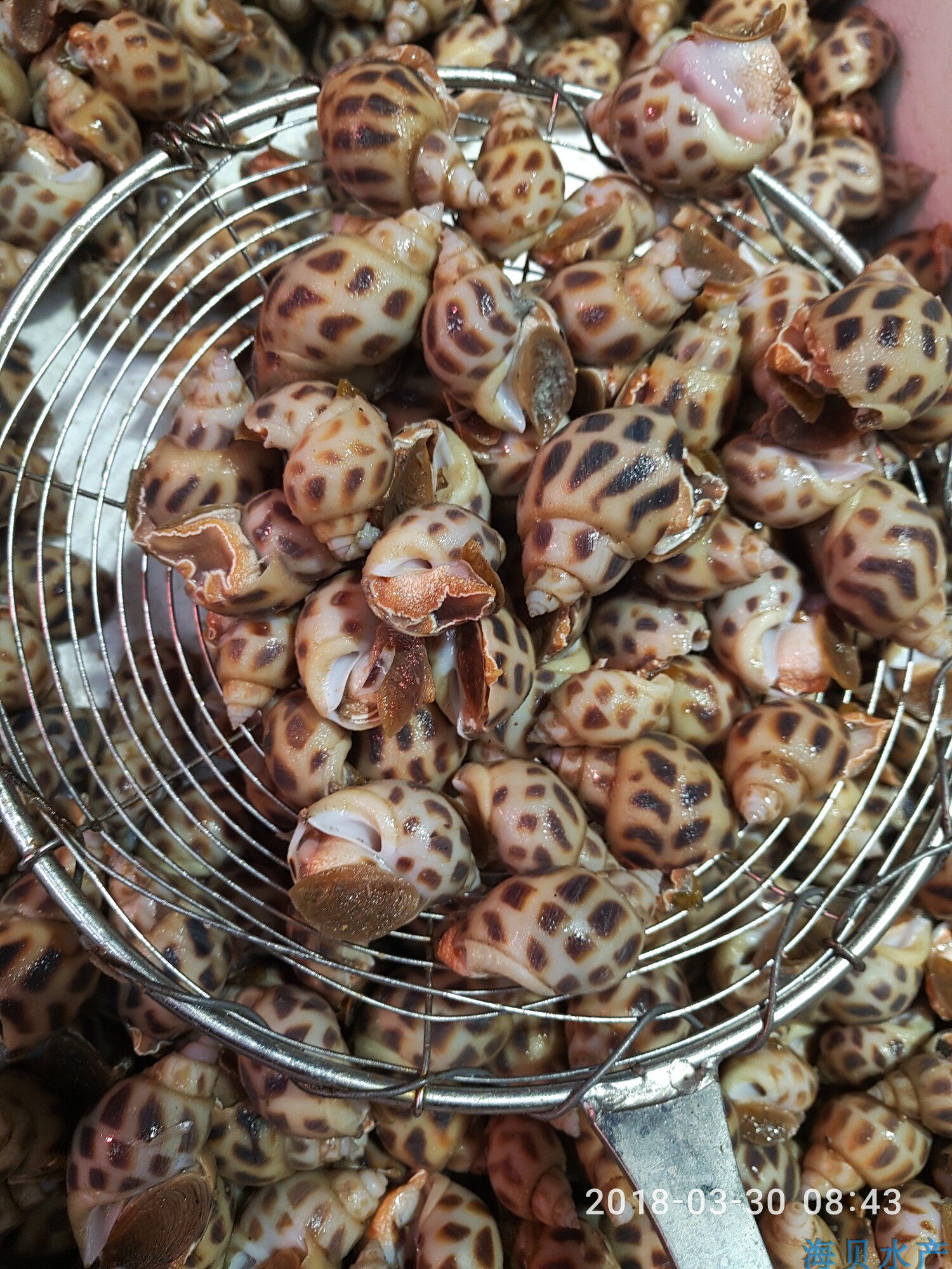 太原海鲜闪送直达新鲜海鲜/鲜活花螺 营养美味贝类 500g 默认顺丰