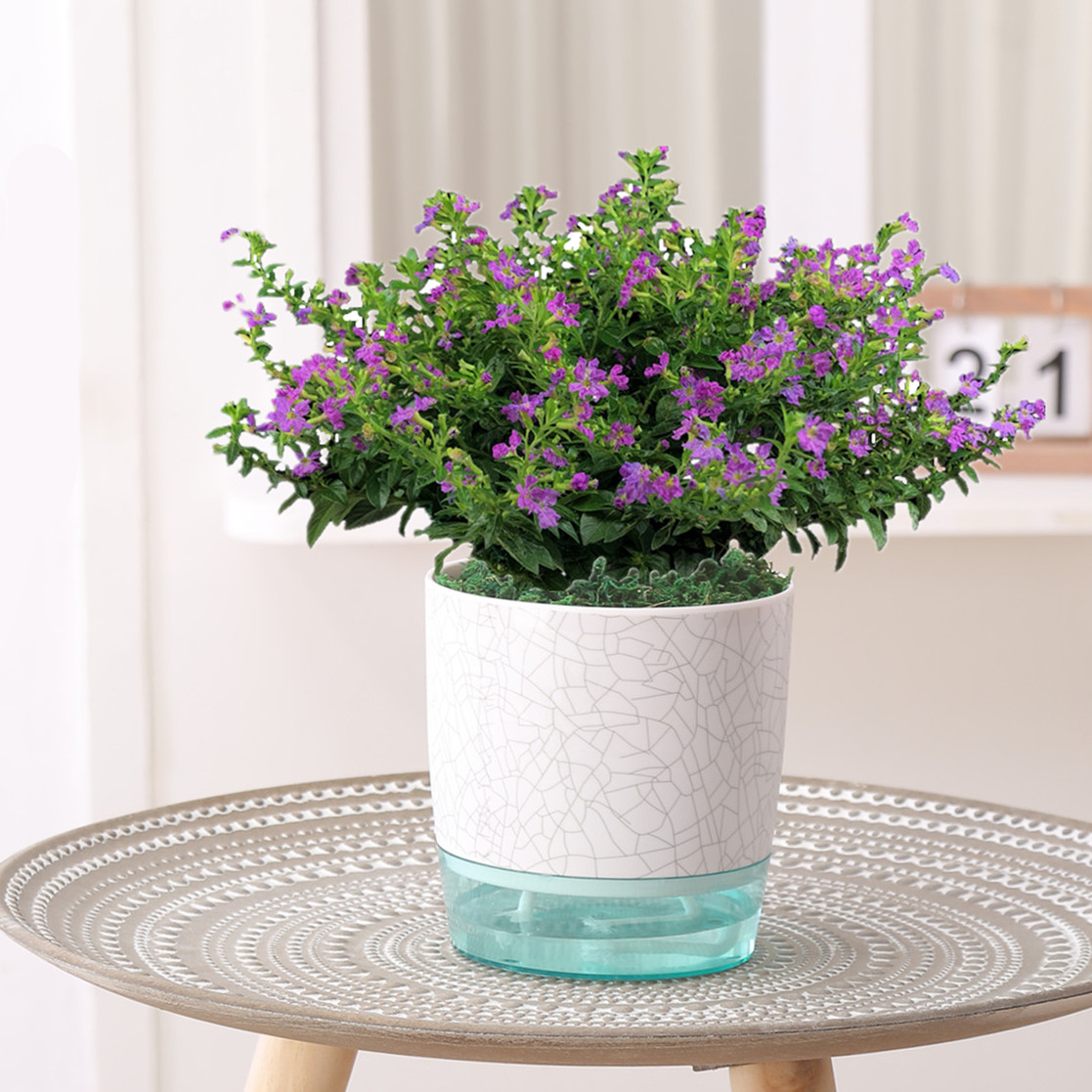 满天星盆栽 四季开花不断 带花苞室内花卉客厅植物阳台绿植紫色花