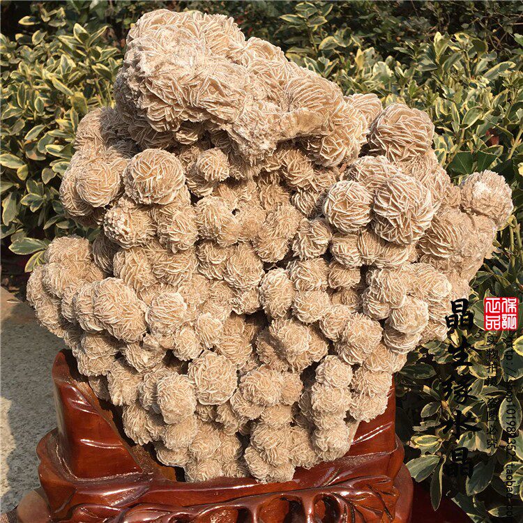 天然沙漠玫瑰原石 矿物晶体观赏石摆件 天然奇石实物图送底座