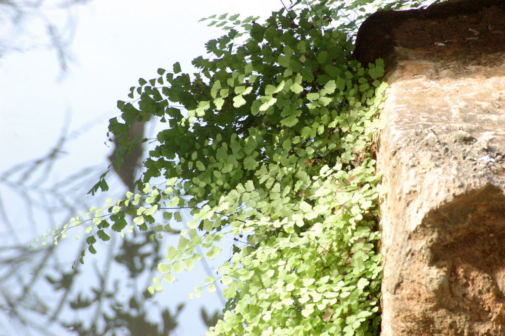 广西原生植物铁线蕨 办公桌绿植花卉盆栽 吸水石水陆缸生态缸造景