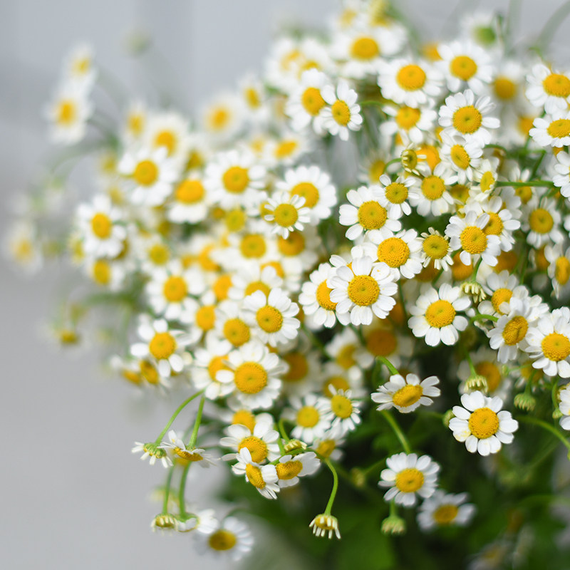 网红小洋甘菊鲜花花束云南昆明斗南基地直发家用插花水养配花直批