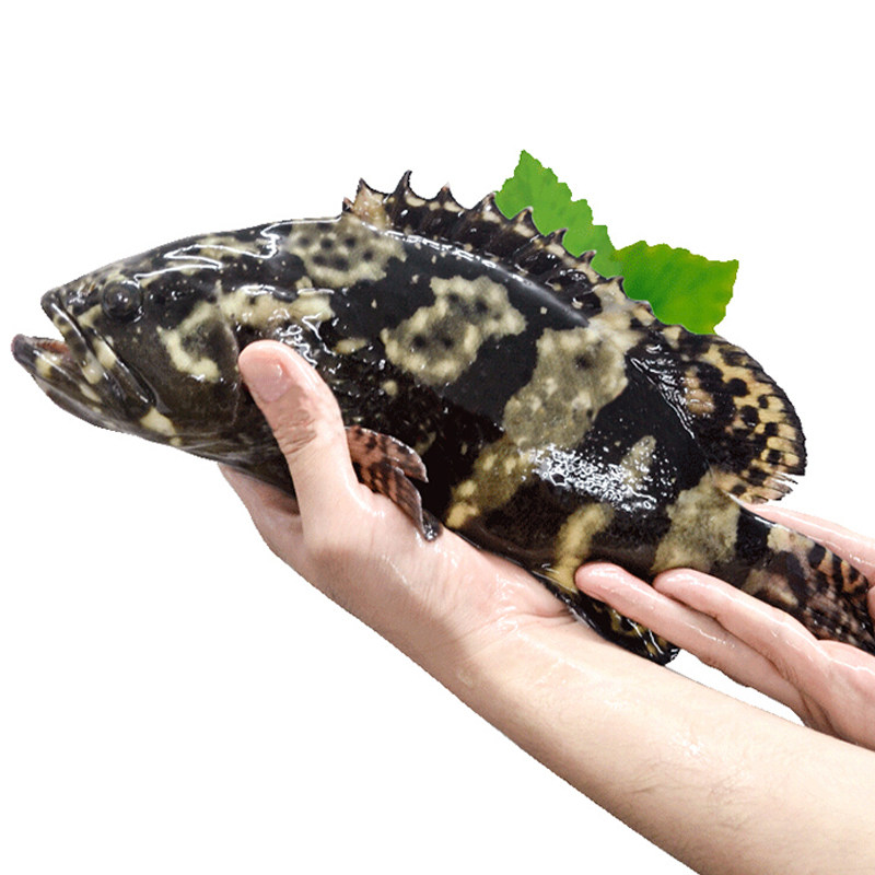 龙胆斑鲜活深海野生大斑鱼进口海鲜水产特大老虎斑东星斑鱼老鼠斑