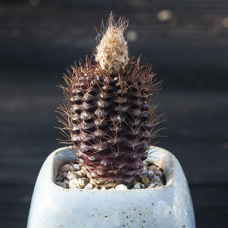 蜈蚣丸瓶装_蜈蚣丸 frailea angelesii 实生 仙人球 多肉植物 开黄花