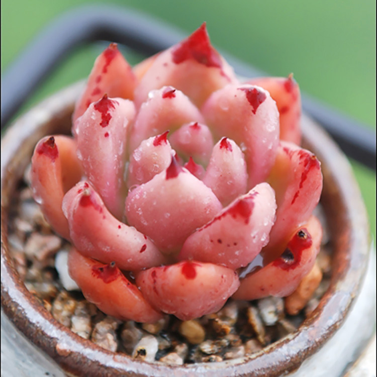 红颜蜜语多肉植物血罗杂交品种血斑echeveria honey pink