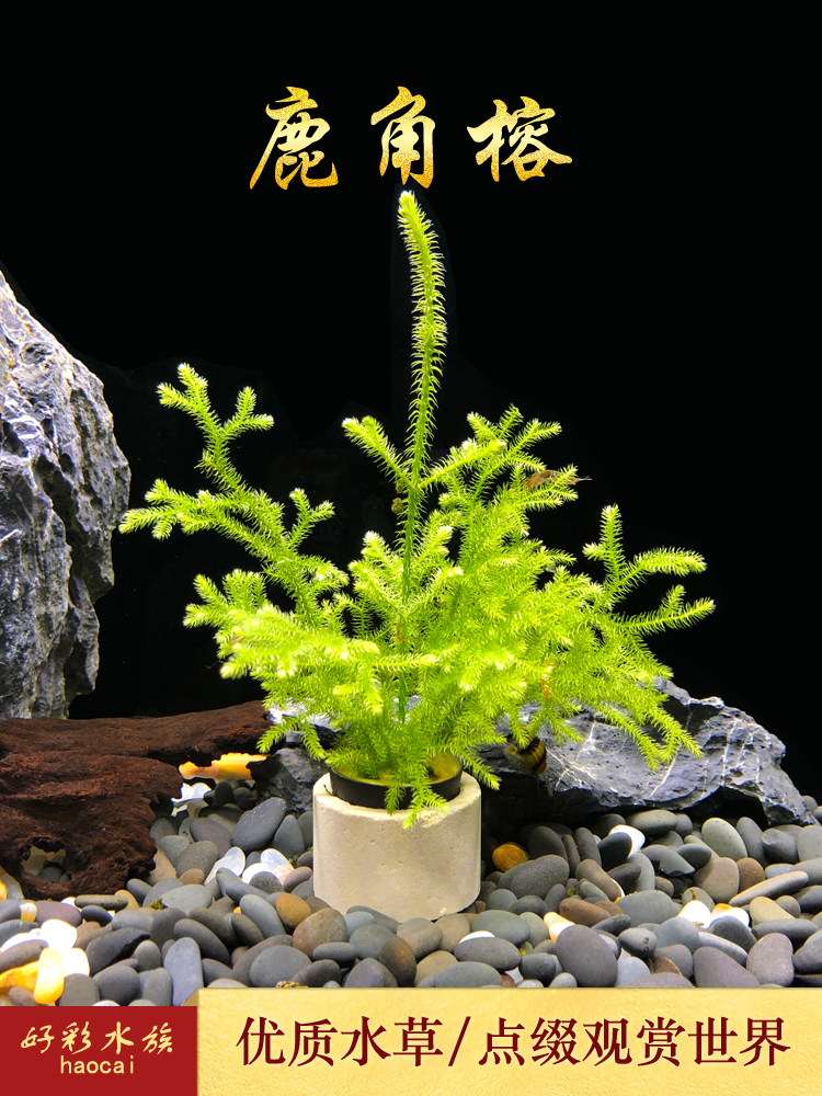 热销生态鱼缸造景水草 活体_鹿角榕造景水草 鱼缸草缸水族箱生态缸瓶